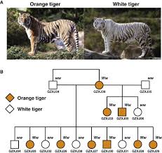 We did not find results for: The Genetic Basis Of White Tigers Sciencedirect