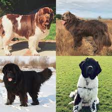 4.1 wellness core large breed puppy. What Colors Do Newfoundland Dogs Have