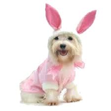 Magic S Pet Salon Easter Dog Dog Fancy Dress Dog Clothes