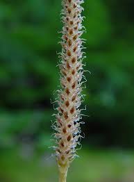Image result for Lycopodium
