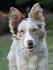 Facts you need to know about the Border Collie colors and ...