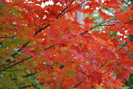 Check spelling or type a new query. Acer Truncatum X Platanoides Warrenred Lv Fall 2 Flickr
