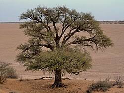 Image result for Acacia erioloba