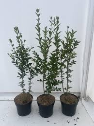 Image result for ligustrum ovalifolium