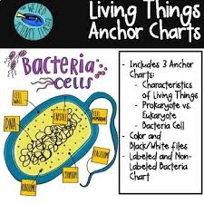 Science Anchor Chart Scaffolded Note Living Things