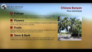 The story and this experience was captured and published in the newspaper. 37 How To Care For Chinese Banyan Ficus Microcarpa Ficus Retusa Bonsai Trees For Beginners Youtube