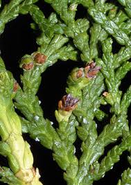 Image result for Platycladus orientalis