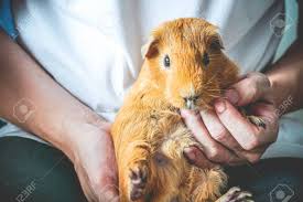 50 photos of celebrities' short haircuts and hairstyles done right. Golden Brown American Short Hair Guinea Pig Is Pet By Human Stock Photo Picture And Royalty Free Image Image 130024198