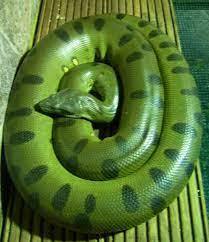 Anaconda Green Anaconda Viper Snake Giant Anaconda