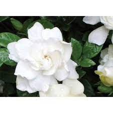 Gardenia 1ggard The Home Depot White Gardenia Freesia Flowers Flowers