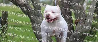 amerika nin en sevilen irki american bully egitimi kopek egitimi kopek egitim