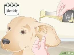 Dogs can develop ear infections especially dogs with drop ears or those with hair growing in their ear canal are more likely to develop ear infection than dogs with straight up so it is important to clean your dog's ears to prevent ear infections. 3 Ways To Treat Dog Ear Infections Naturally Wikihow Pet