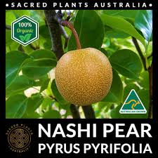 Image result for Pyrus pyrifolia