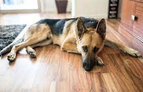 Excellence in german shepherd temperament is our specialty and our breeding standard for over 30 years. Serendipity German Shepherd Dog Rescue Located In Missouri