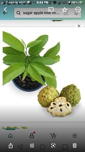 Image result for Annona squamosa