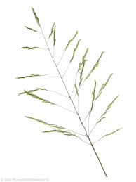 Image result for Leersia