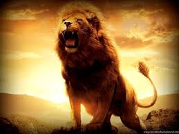 Tiger lion king wolf lion wallpaper lion roar snake lions panther tigre monkey. Angry Lion Wallpapers Hd 1080p Desktop Background