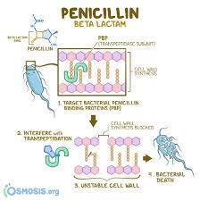 Osmosis S Instagram Profile Post Penicillins Are Antibiotics That Belong To The Group Of Beta Lactams Which Have Nursing School Notes Penicillin Antibiotic