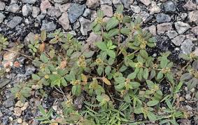 Image result for Euphorbia granulata