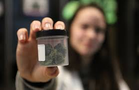 Legal weed destroyed medicinal marijuana program in Oregon. Could it happen  here?