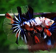 Amor De Rey A M L K Q N Blackmobstaz King B O Th E Mobster Betta Aquarium Betta Betta Fish