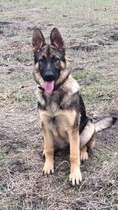 เบลเยียม malinois พร้อมกับ groenendael เป็นความหลากหลายที่แรกที่ปรากฏในประเทศสหรัฐอเมริกาในช่วงต้นปี 1900 เบลเยียมสุนัขคลับอเมริกา (the malinois. Stella Only Five Months Old German Shepherd Puppies German Shepherd Dogs German Shepherd