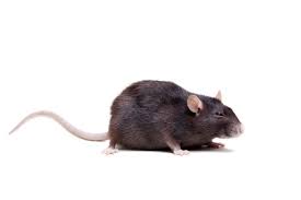 You don't need to get worried over for a single thing when you choose us over others because we do understand that getting help in. Ehrlich Pest Control Updated Covid 19 Hours Services 20 Photos 20 Reviews Pest Control 254 Wisner Ave Middletown Ny Phone Number Yelp