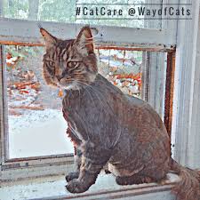 If you are a pet owner with panache, this could be appealing to you. Will Mithy Need A Lion Cut Every Year The Way Of Cats