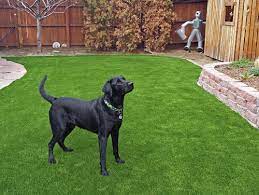 Check spelling or type a new query. Dog Potty Area Guide Tips And Ideas Happy Oodles