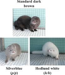Genome Analysis Identifies The Mutant Genes For Common Industrial Silverblue And Hedlund White Coat Colours In American Mink Scientific Reports