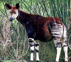 Okapi Definition An African Mammal Okapia Johnstoni Closely Related To And Resembling The Giraffe But Smaller And With Okapi Weird Animals National Animal