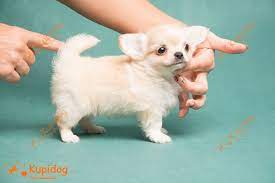Ebay hundespielzeug neu welpen chihuahua malteser pudel. Chihuahua Kaufen Kupi Dog Ru Zwingerhunde Dlya Schastiya