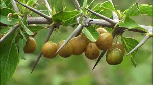 Image result for Canthium