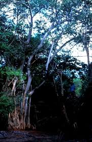 Image result for Ficus stuhlmannii