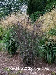 Image result for Andropogon lima