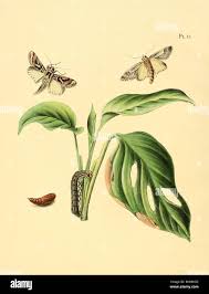 Image result for Dolichos sericeus