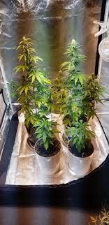 Is green seed garden legit. Garden Of Green Seeds 420 Magazine