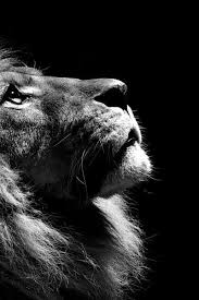 La Puissance Le Site De Maitre Zen Animales Photo Animaux Animaux