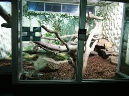 Black And White Tegu Lizard Sc Burmese Python Enclosure Durrell Wildlife Conservation Trust Gallery Burmese Python Snake Enclosure Python