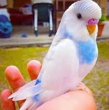Pin By Erdem Altiparmak On Muhabbet Kusu In 2020 Budgies Funny Birds Pet Birds