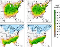 Image result for Diclis ovata