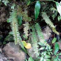 Image result for Polypodiaceae