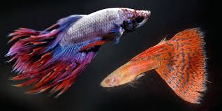 These fish are very sensitive to change and don't. Guppy Fish And Betta Fish Can You Keep Them In Same Aquarium