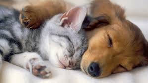 Pisica este manifestarea partii feminine din tine. Ce InseamnÄƒ Cand Visezi Animale Cainii Prevestesc Fericire ConjugalÄƒ