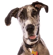 The great dane club of america recognizes 6 colors of which they are in 3 groups. Great Dane Puppies For Sale Adoptapet Com