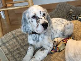 Find english setter puppies and breeders in your area and helpful english setter information. Tagg Ab 17 173 2 Above And Beyond English Setter Rescue