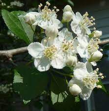 We did not find results for: Georgia Backyard Nature Hardy Hawthorn