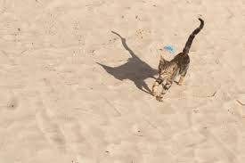 Check spelling or type a new query. 5 Dirt Cheap Alternatives To Cat Litter Happy Cat Corner