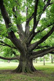 Facts About White Oak Trees Ehow White Oak Tree Tree Oak Tree