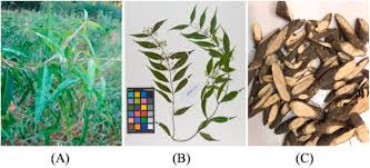 Image result for Parquetina calophylla